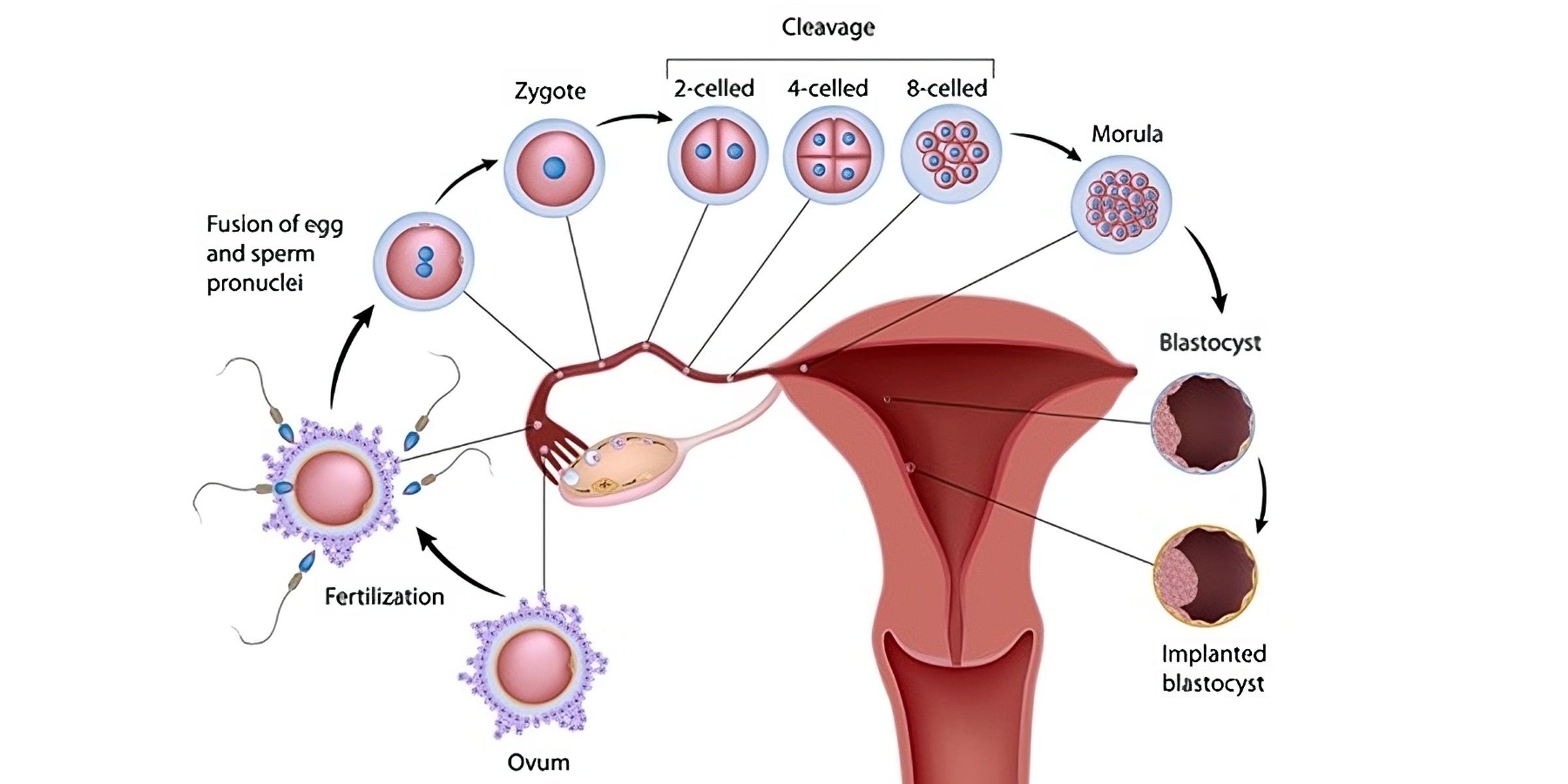 Fellowship in Embryology: The branch of Embryology
