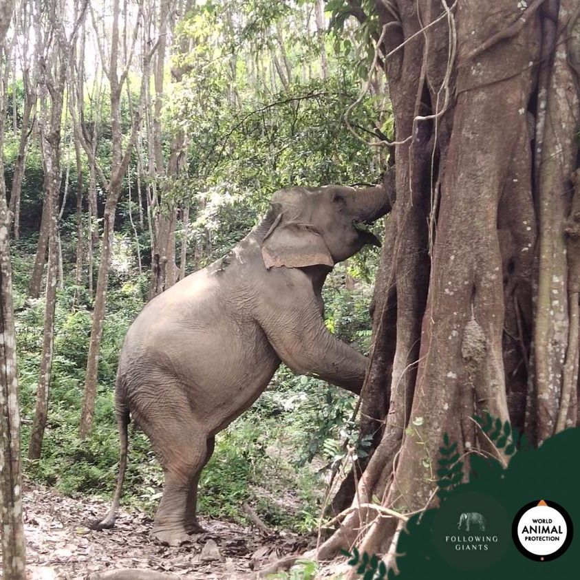 Visit Ethical Elephant Sanctuary