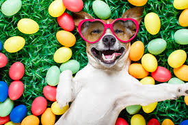 Full grooming for dogs in dubai
