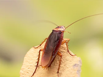 Cockroach Pest Control Services Guide by Urban Junggle