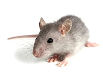 Why You Need Rodent Pest Control Services by Urban Junggle