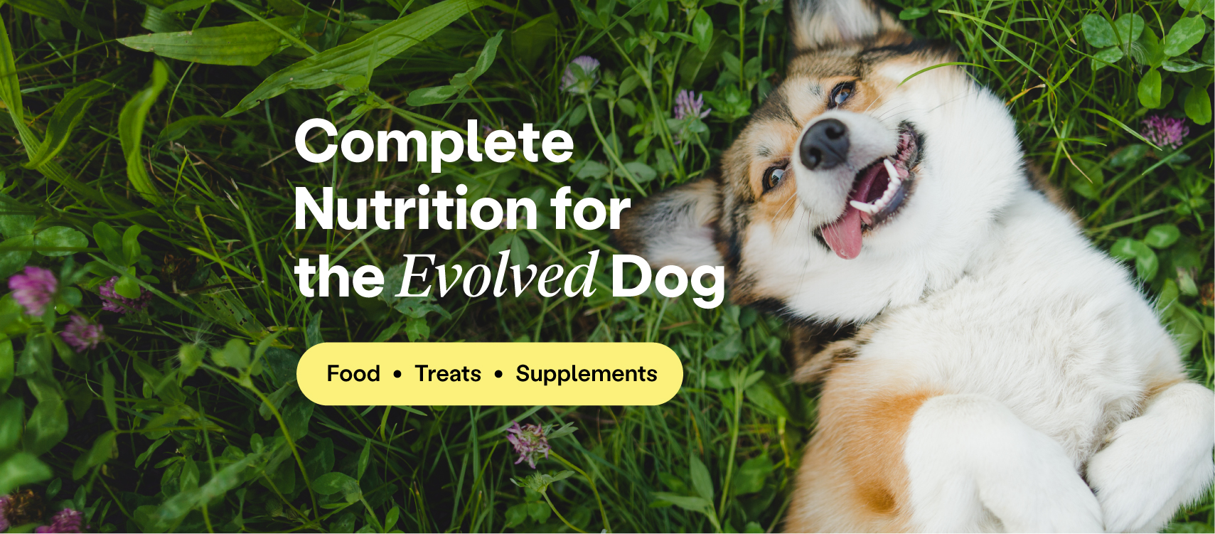 The Most Frequently Asked Questions About Plant-Based Pet Food