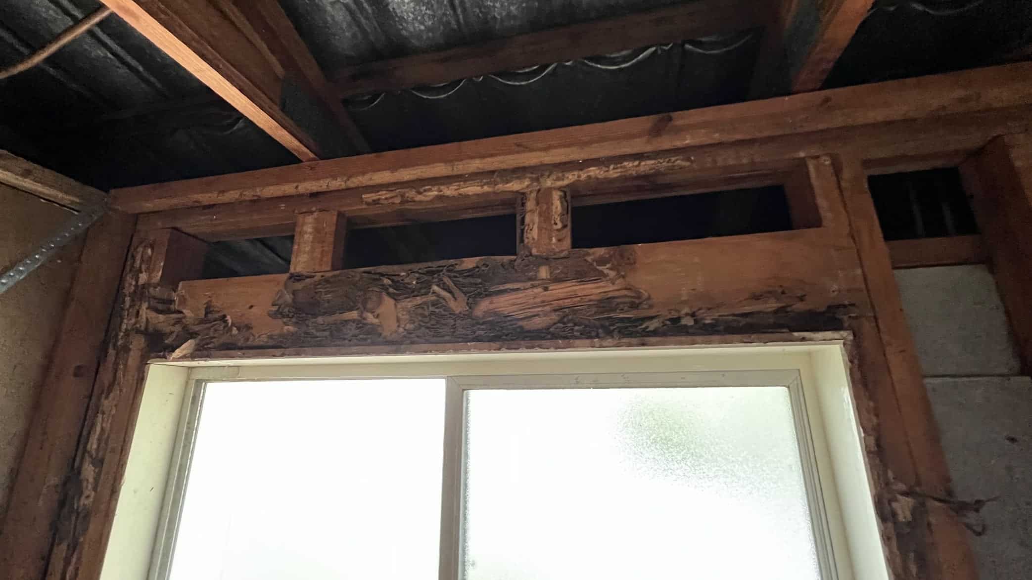 How Often Should You Get a Termite Inspection Expert Tips Inside