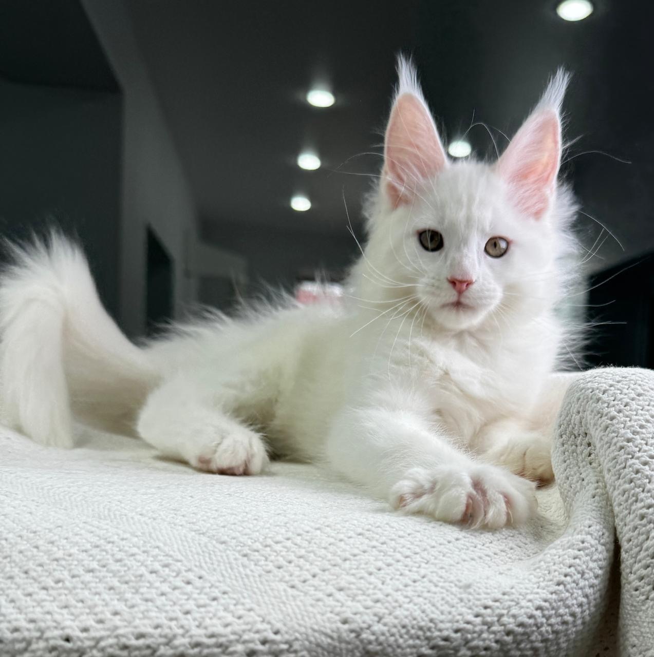 HOUSE OF MAINECOONSCA