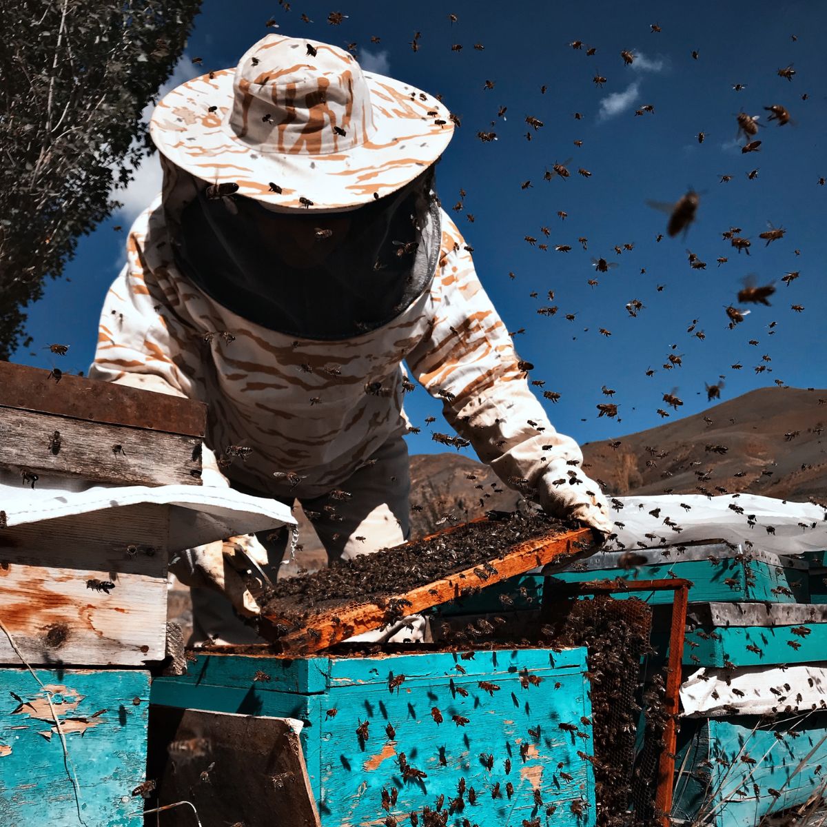 Commercial Pest Control Can Protect Your Business Reputaion