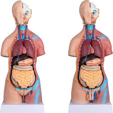 Creating Engaging Learning Experiences with Anatomy Models