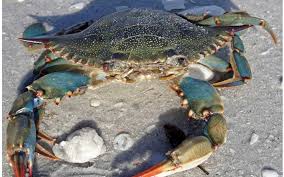 Global Crab Market Analysis Size And Forecast Report 2024-20