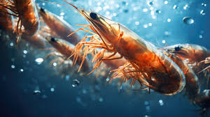 Global Shrimp Market Size And Forecast Report 2022-2028
