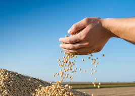 Global Soybean Market Analysis Size And Forecast Report 2024