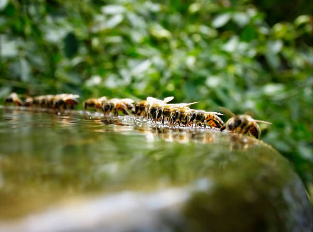 DIY Natural Bee Deterrents: What Works and What Doesn’t