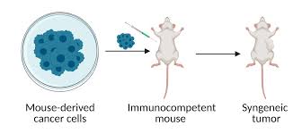 Animal Tumor Models in Cancer Research: Key Tools for Advanc