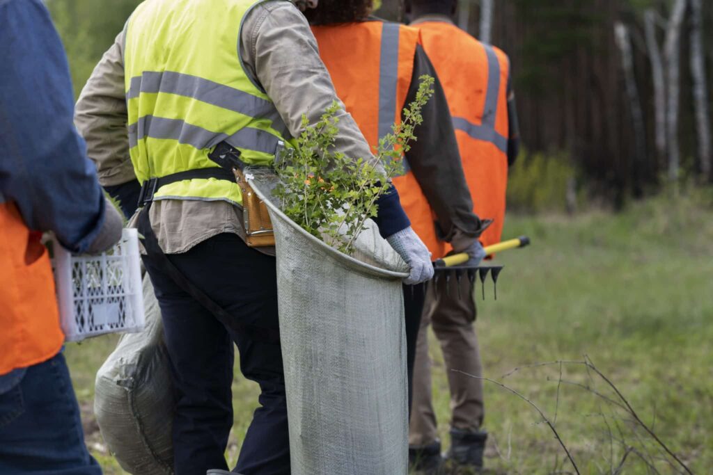 Affordable Tree Removal and Cutting Services Near You