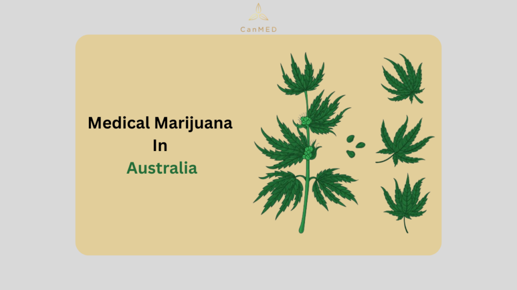 Importance and Benefits of Medical Marijuana in Australia