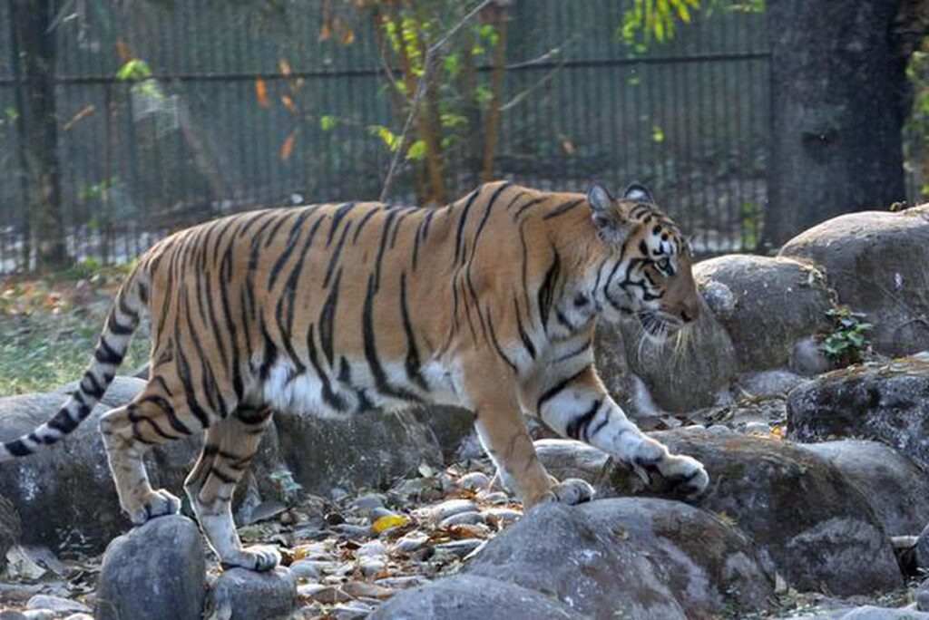 Alipore Zoo, Kolkata: A Journey into the Wild