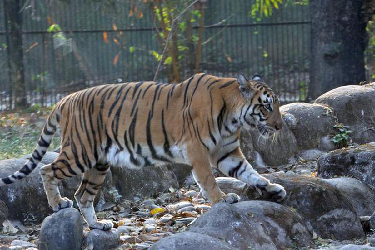 Alipore Zoo, Kolkata: A Journey into the Wild
