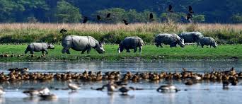 Wildlife Sanctuaries in Assam: A Guide to Nature