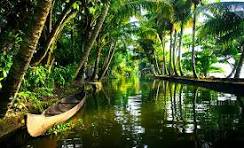 Exploring the Beauty of Kochi Backwaters: A Tranquil Escape