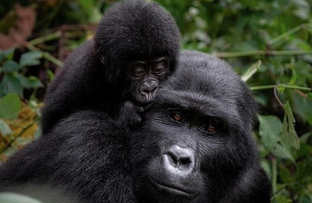 The Best Adventure Trips Uganda