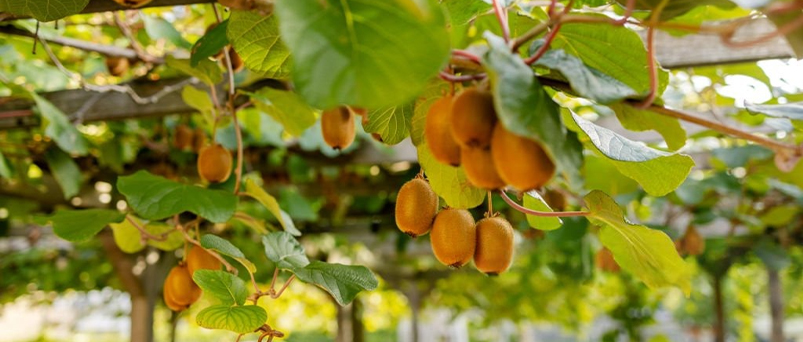 Rise Above The Ordinary With A Trendy Gold Kiwifruit Plant