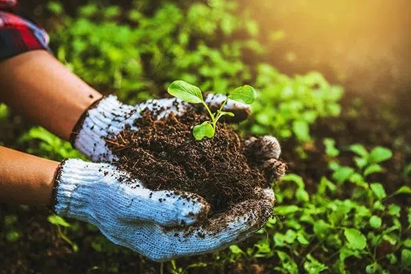 Organic Fertilizer Manufacturing Plant Report 2025 Edition