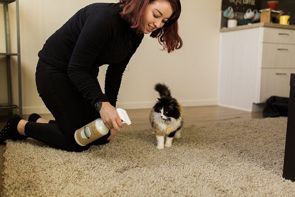 How To Eliminate Cat Odor In House?