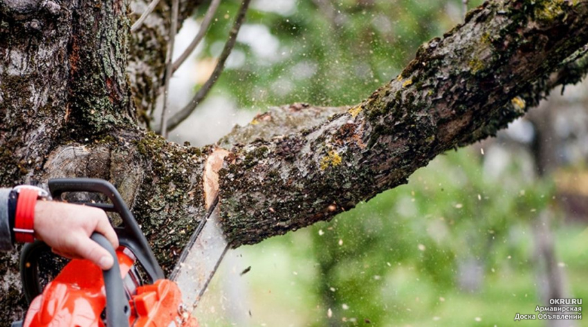 Efficient Tree Debris Removal in Anderson, CA: Keep Your Pro