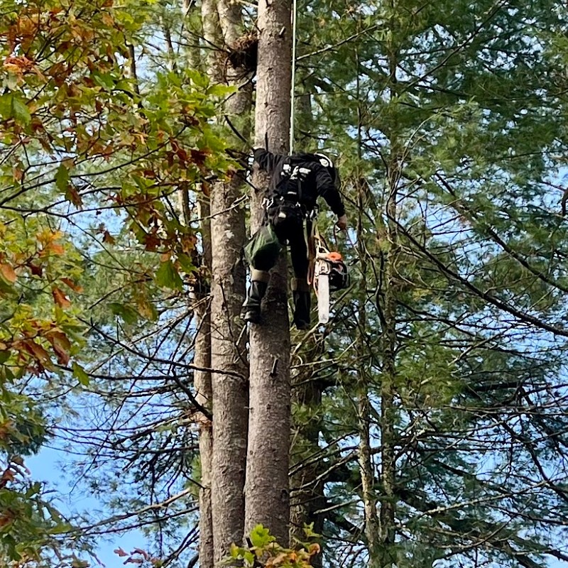 How Much Does Tree Removal Cost?