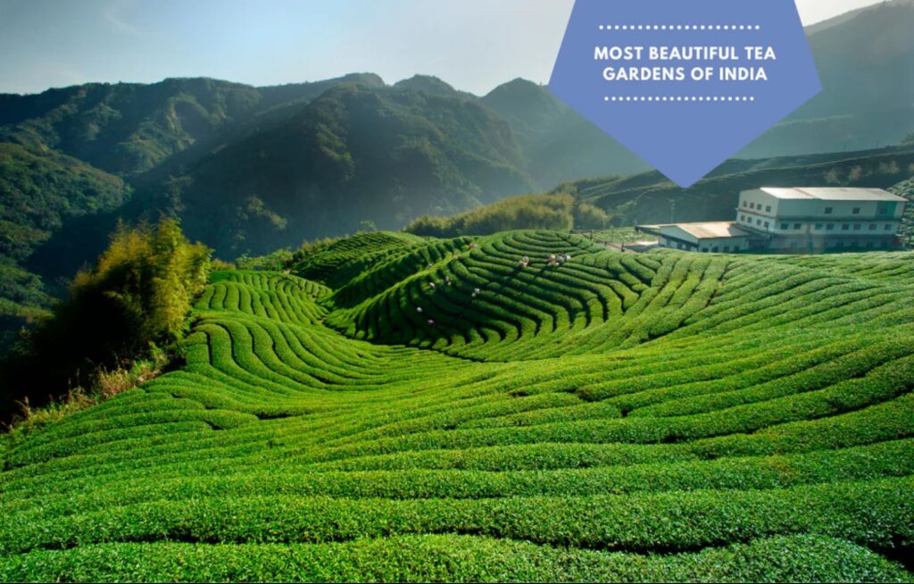 How to Reach Darjeeling: A Complete Guide for Every Traveler