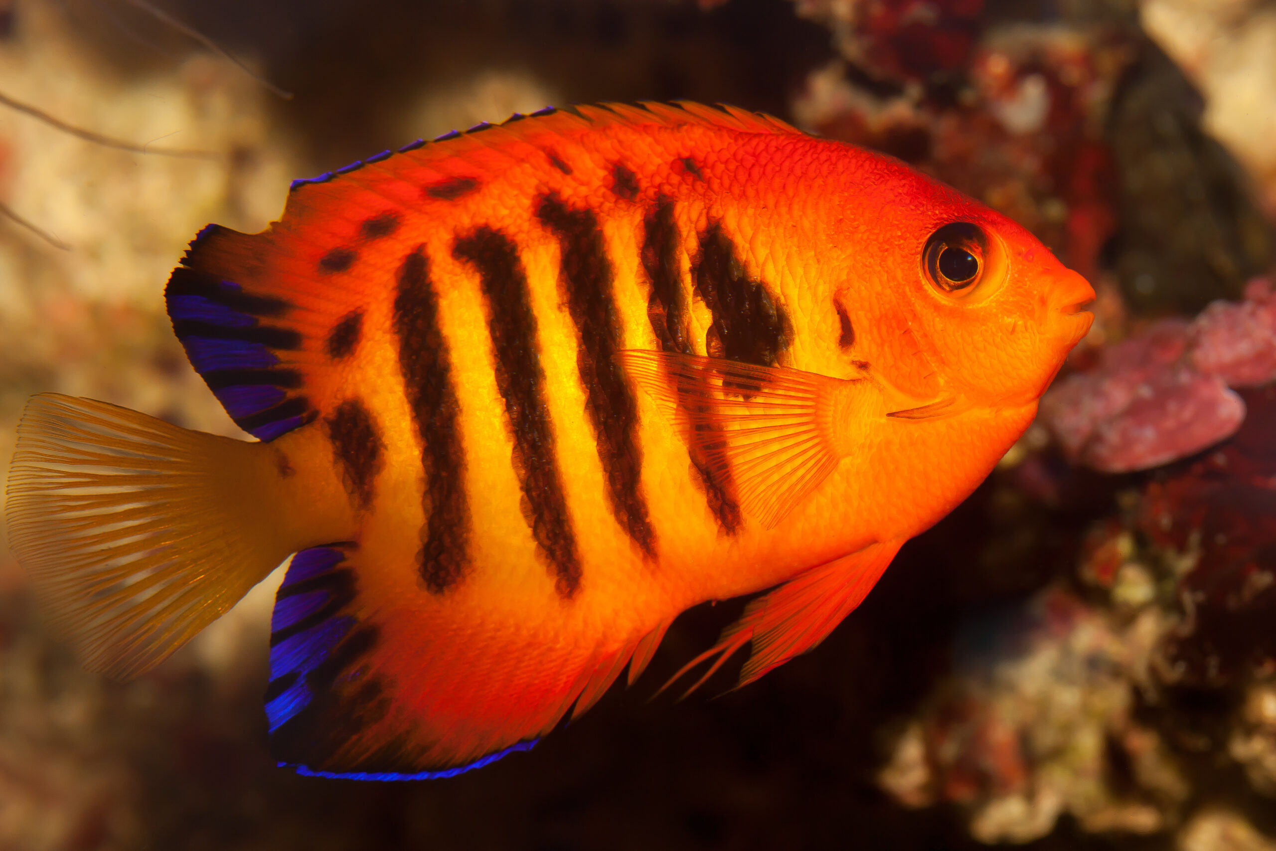 What Makes Flame Angelfish A Top Choice For Saltwater Tanks?
