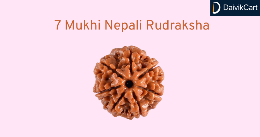 Spiritual Uses Of Powerful 7 Mukhi Nepali Rudraksha For Weal