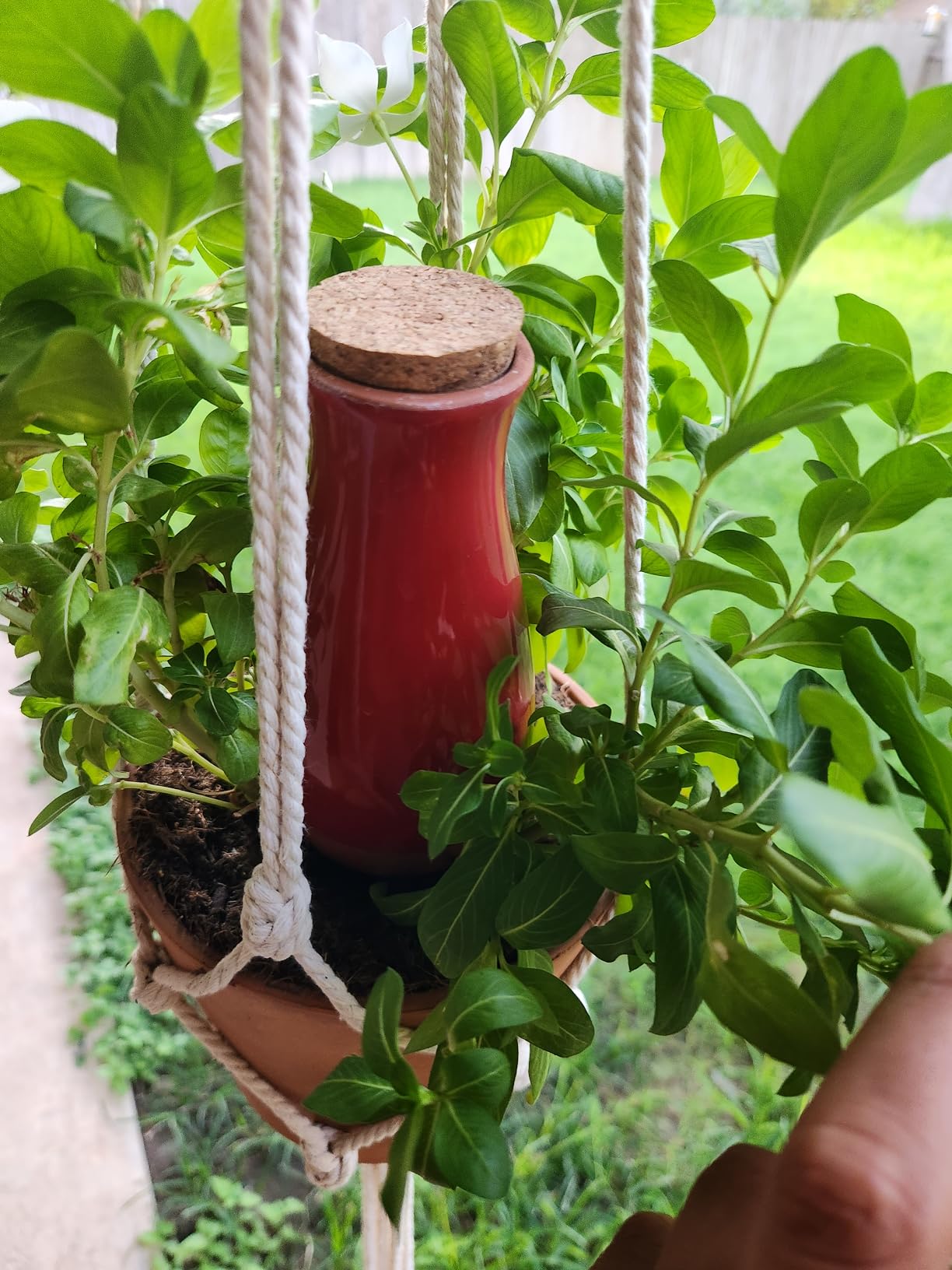 The Lazy Gardener’s Secret to Perfectly Watered Plants