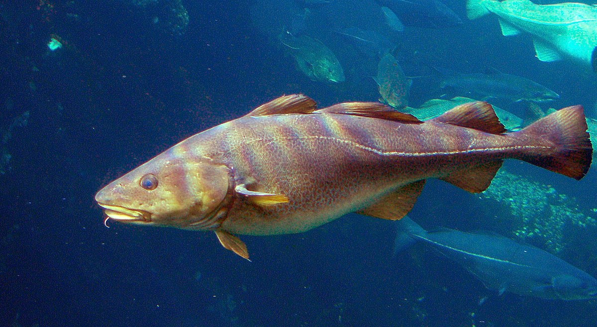 COD Market Size, Global Share, Growth And Forecast 2025-2033