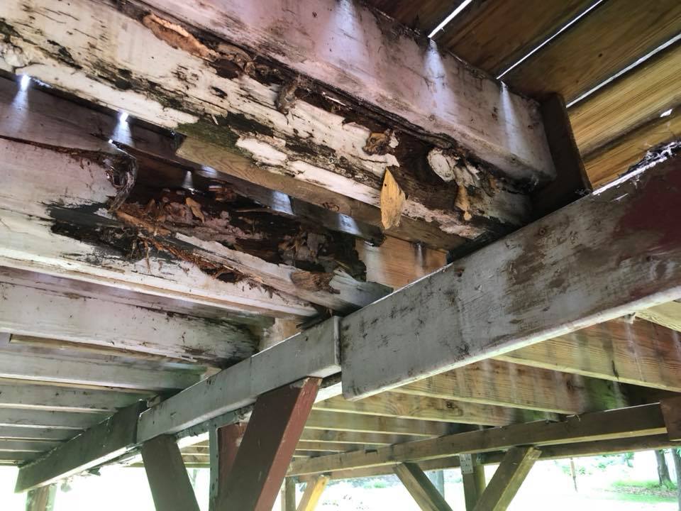 Termite Inspection Explained What to Expect & How to Prepare