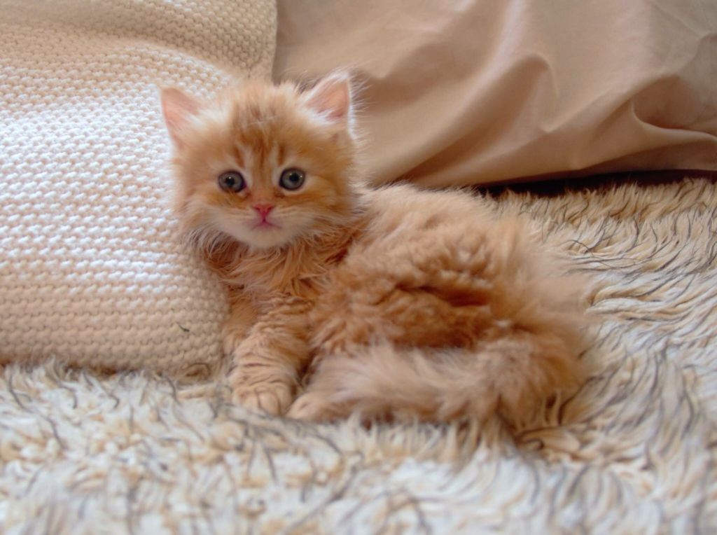 Essential Care Tips for Your Doll Face Kitten in 2025