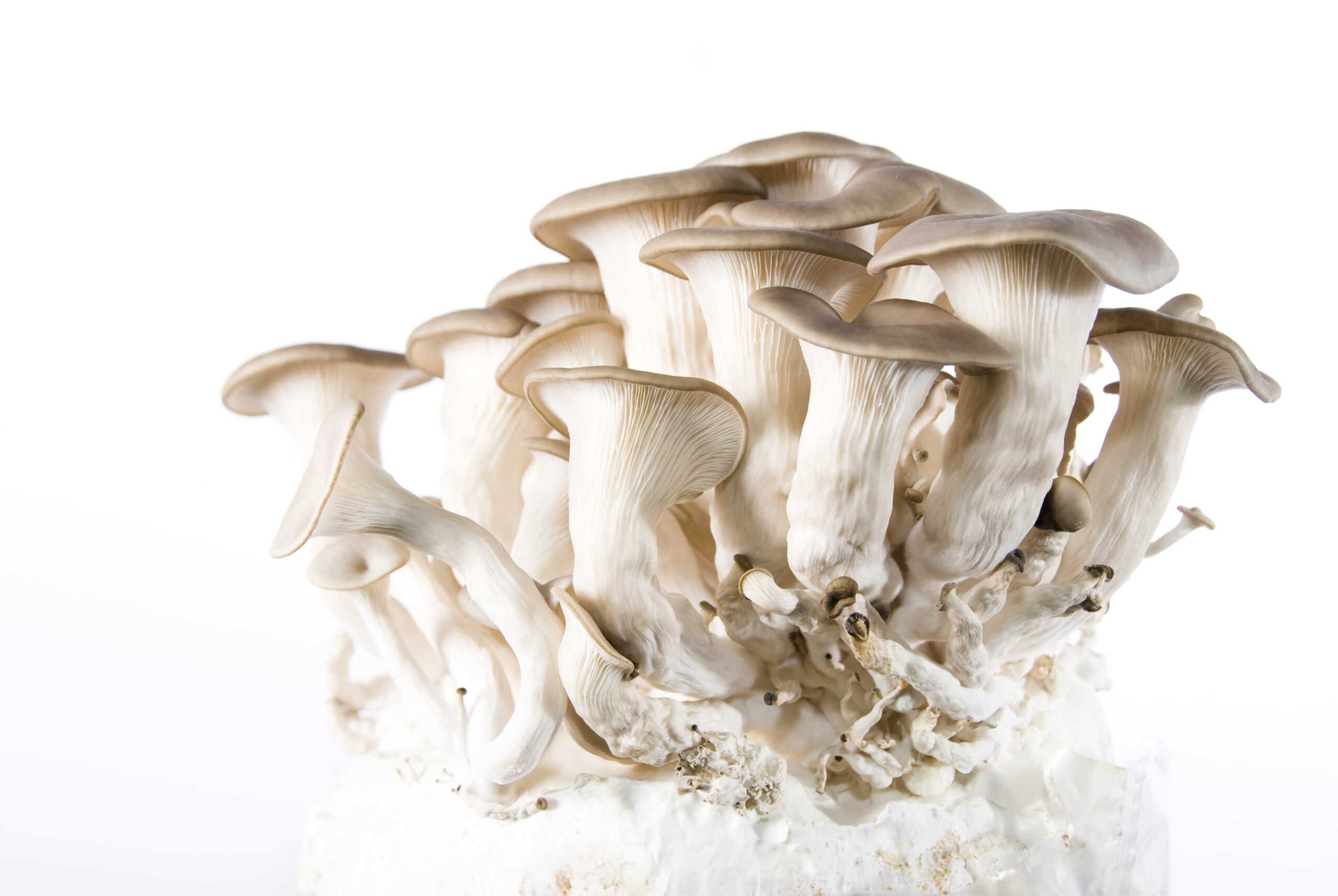 The History and Effects of Golden Teacher Mushrooms