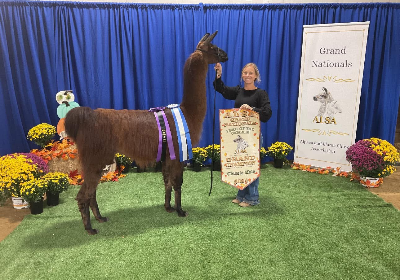 Training Workshops for New Llama & Alpaca Owners