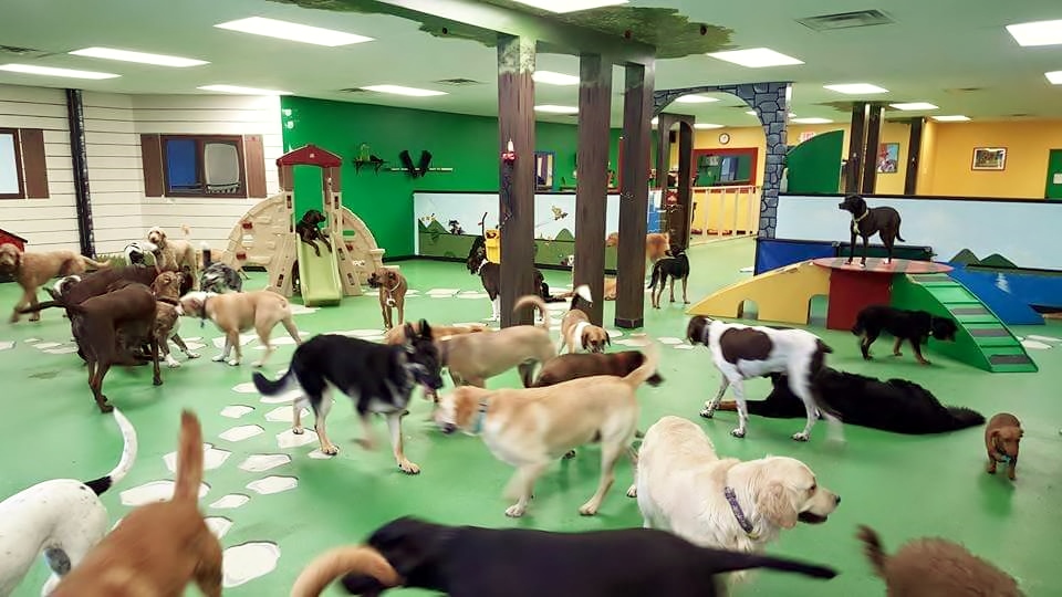 Pet Hostel Market Size, Share, and Future Growth 2032