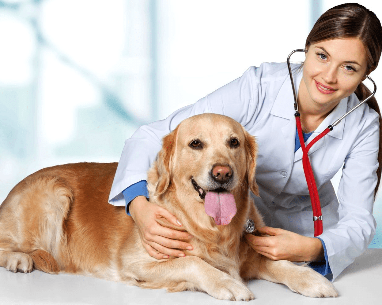 Pet Care Market Size, Growth Rate, and Demand Forecast 2025-