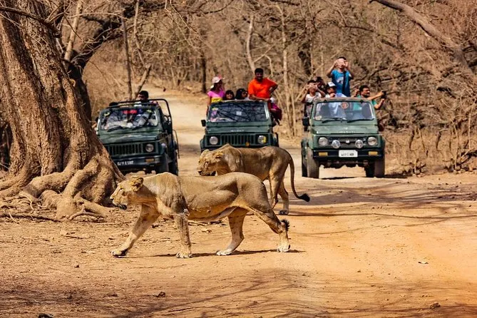 Sasan Gir National Park: The Land of Asiatic Lions
