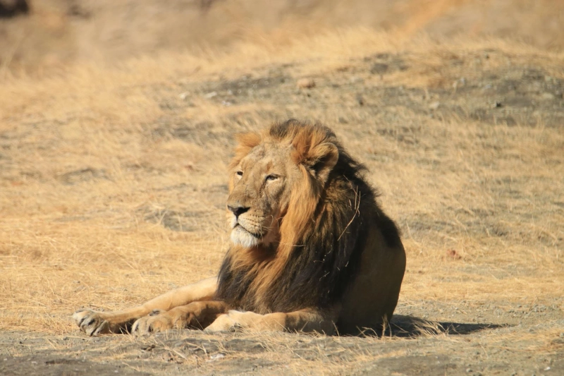 The Role of Gir National Park in Asiatic Lion Conser