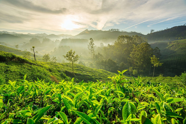 Madurai To Munnar Cab