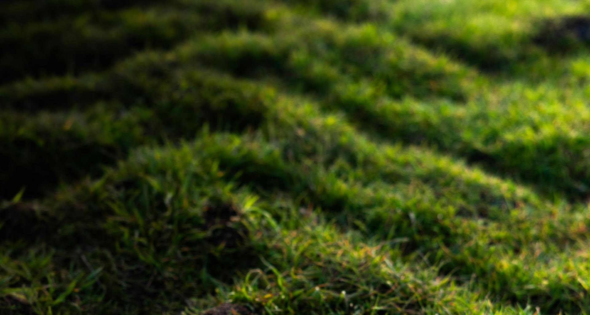 How to Handle Sod Installation During a Drought