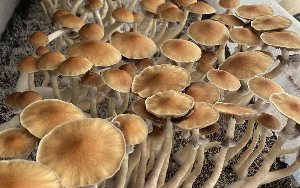 Exploring the Potency and Experience of Star Gazer Mushrooms