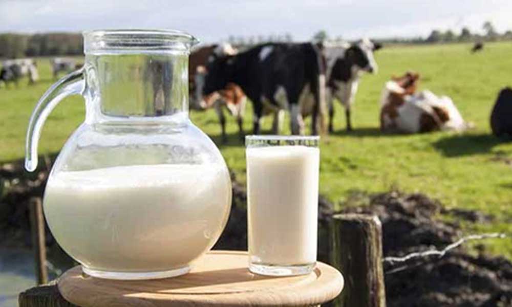 Exploring the Richness of Raw Milk in Sharjah